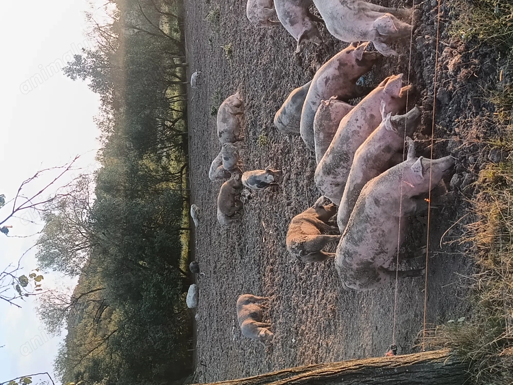 Vând porci ,și scroafe gestante crescuți 100%bio Vând porci ,și scroafe gestante crescuți 100%bio