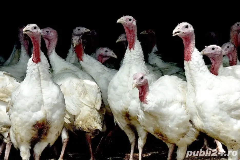 curcani de curte  curcani de curte