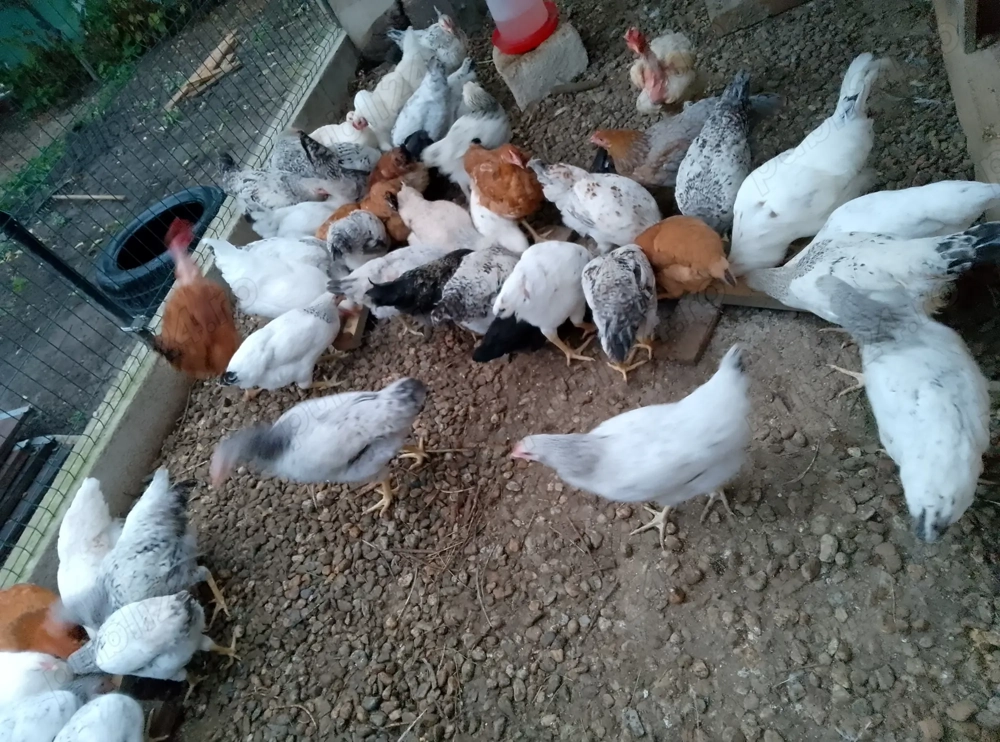 Vând puici rasă mixtă frumoși 