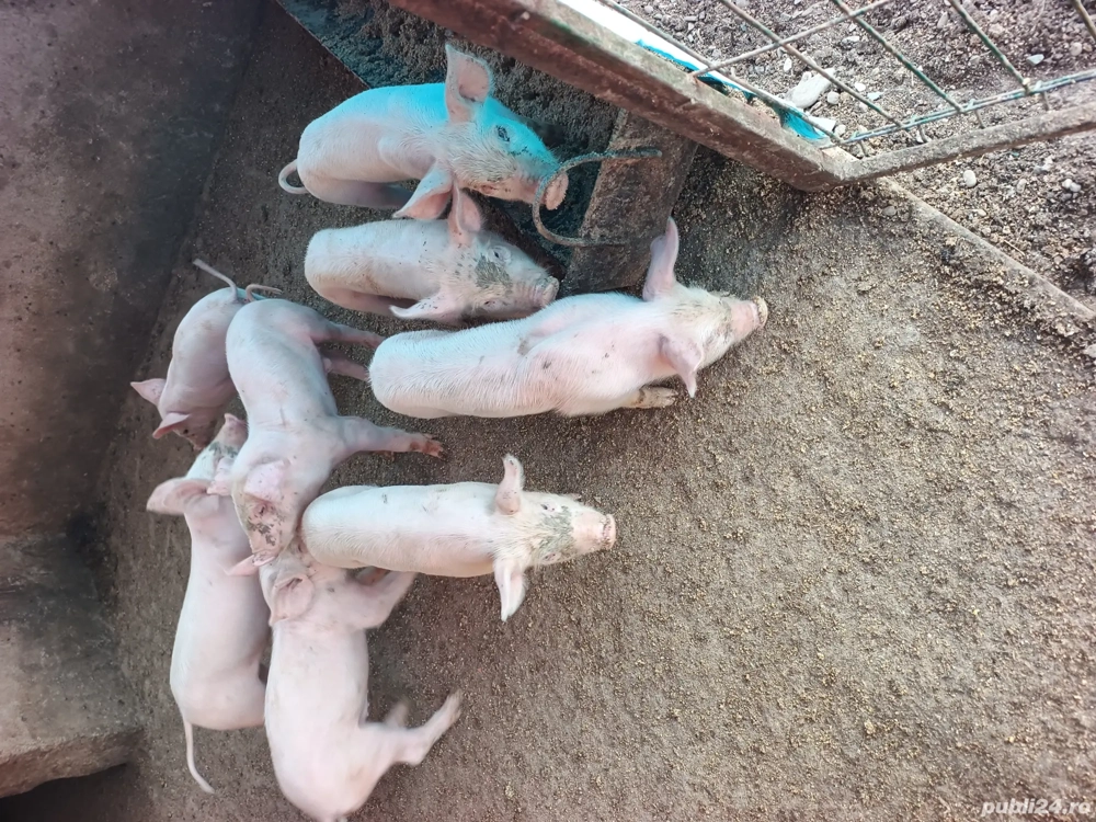 purcei rasa marele alb purcei rasa marele alb