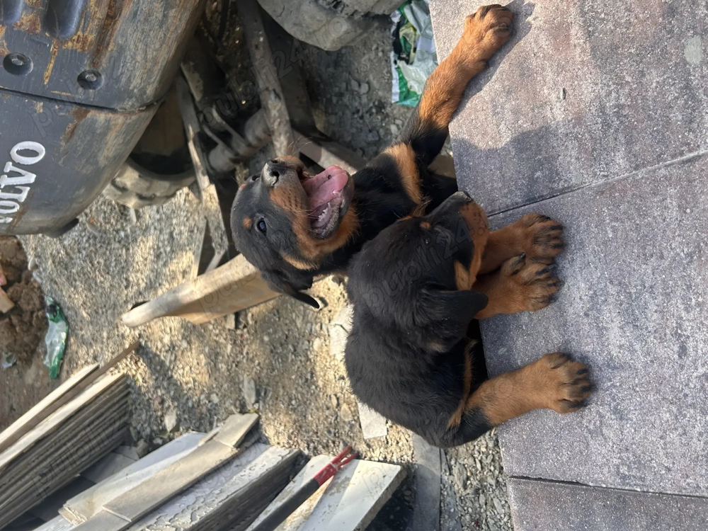 Vând Cățelușe Rottweiler!