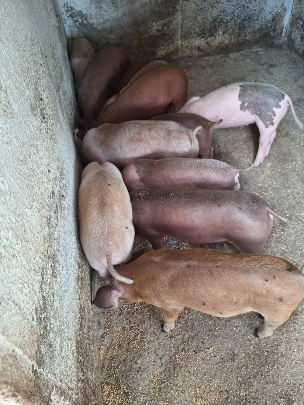 Purcei 8 saptămîni deparazitați și mîncăcioși