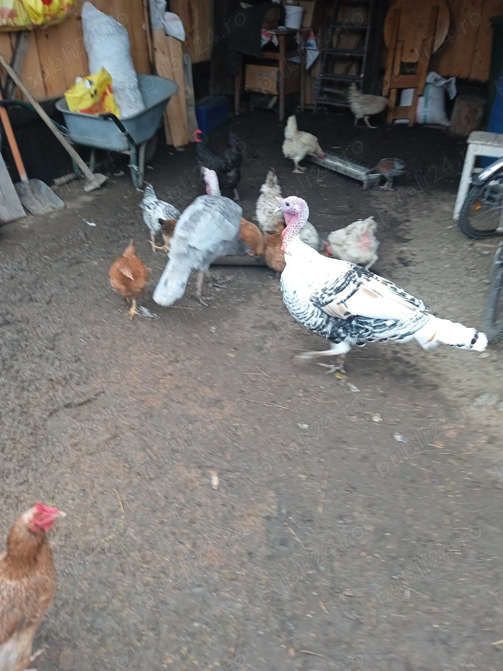 De vânzare doi curcani mari De vânzare doi curcani mari