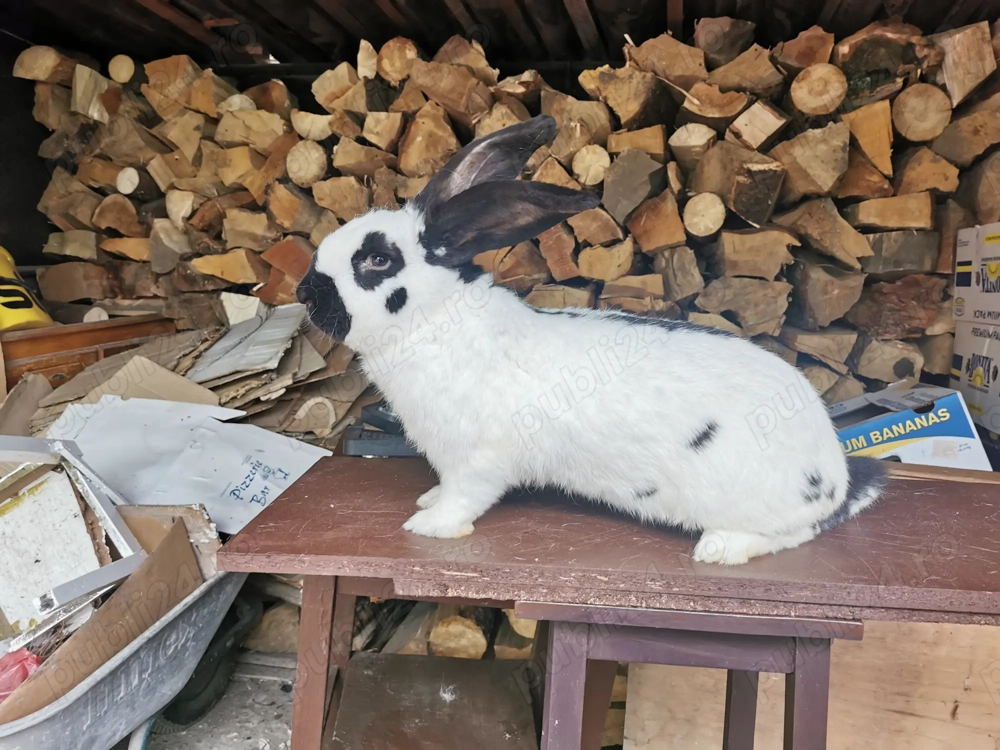 Iepuri Fluture german și Berbec german 