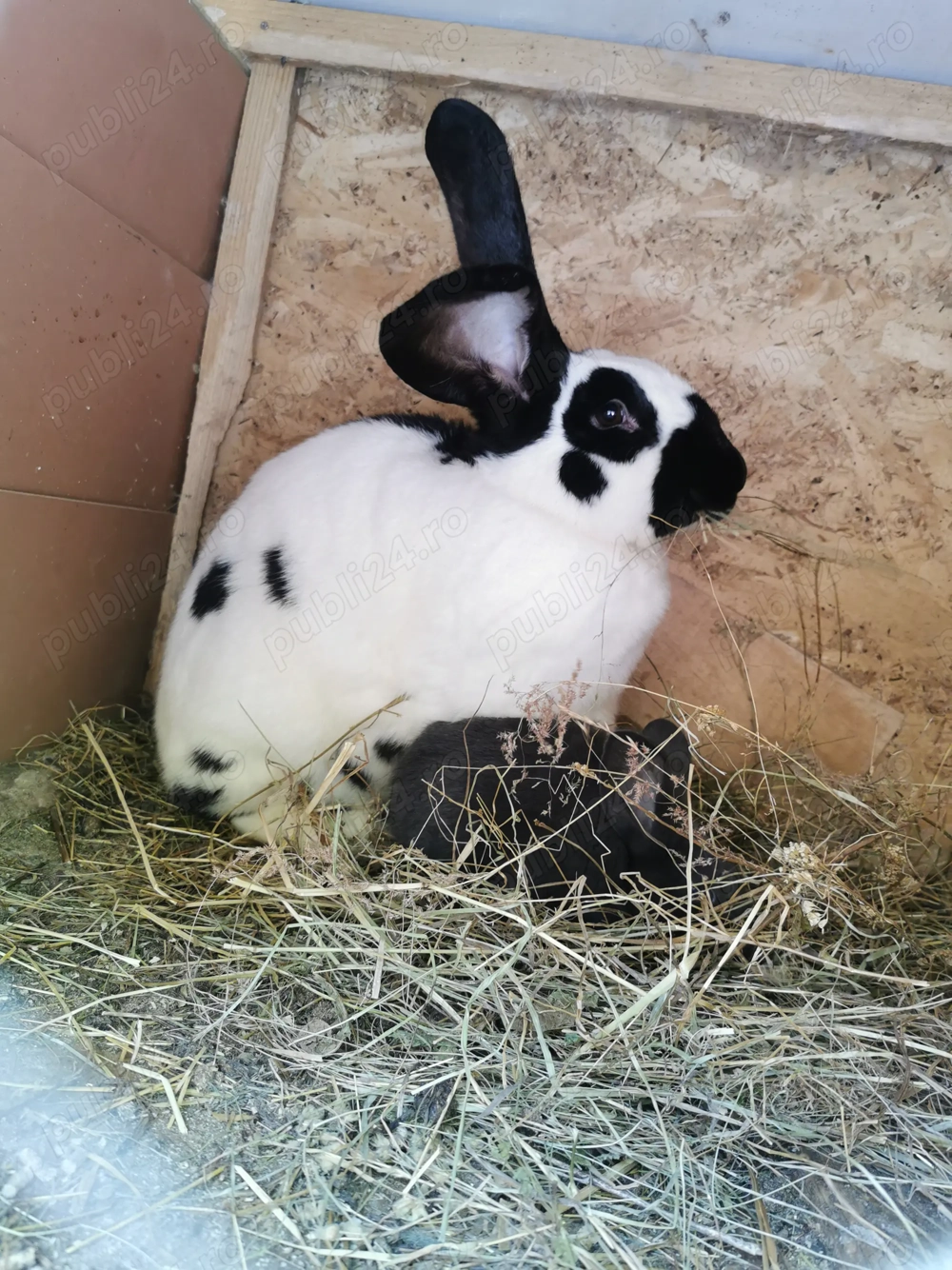 Iepuri Fluture german 