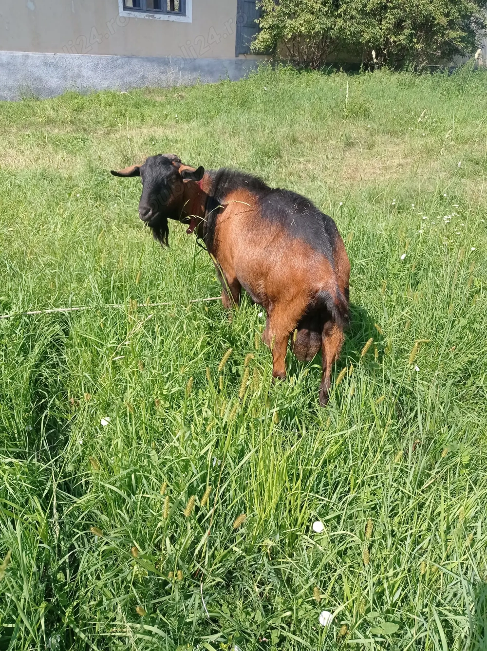 Țap alpină franceza de vânzare Țap alpină franceza de vânzare