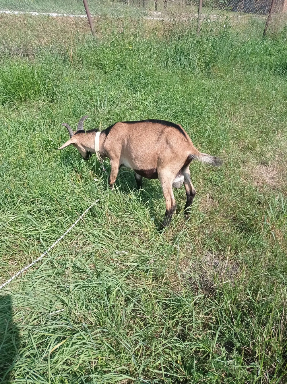 Vând tăpisori tineri 