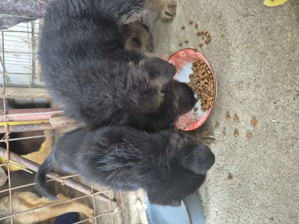 Vand ciobanesc german femela Vand ciobanesc german femela