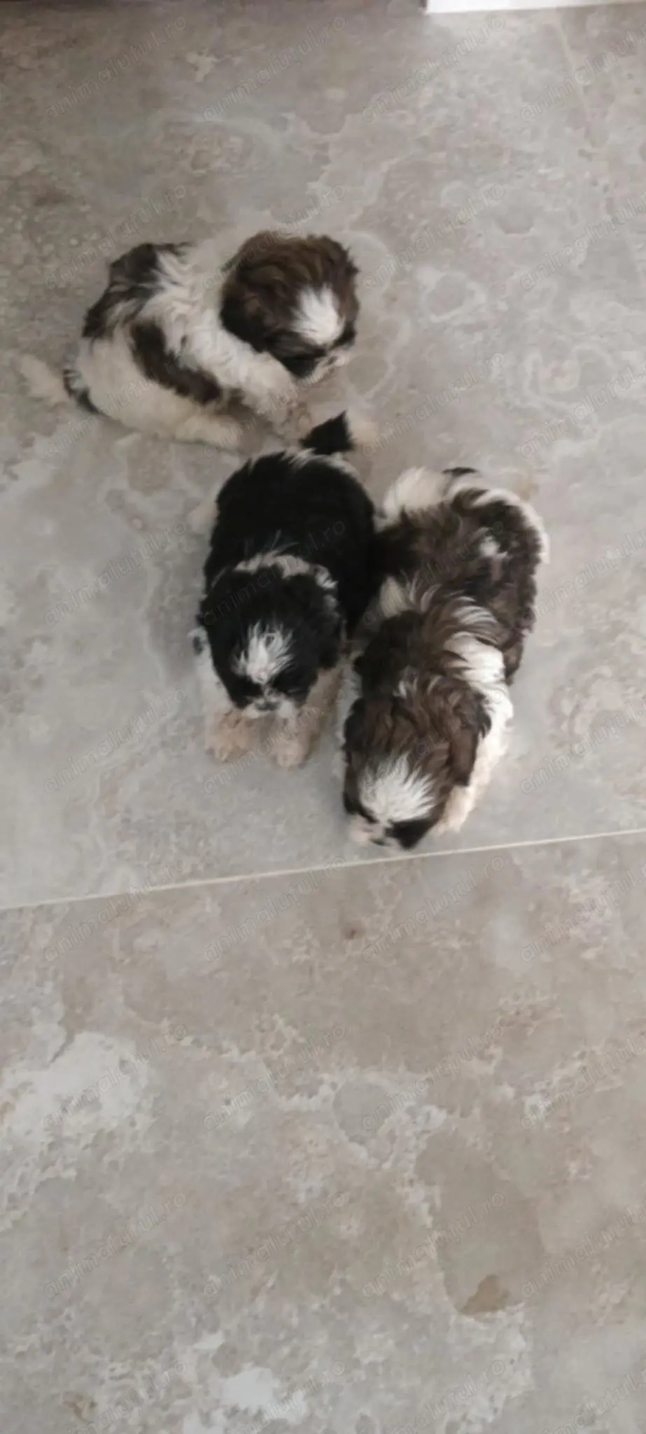Vand pui de catel Shih Tzu