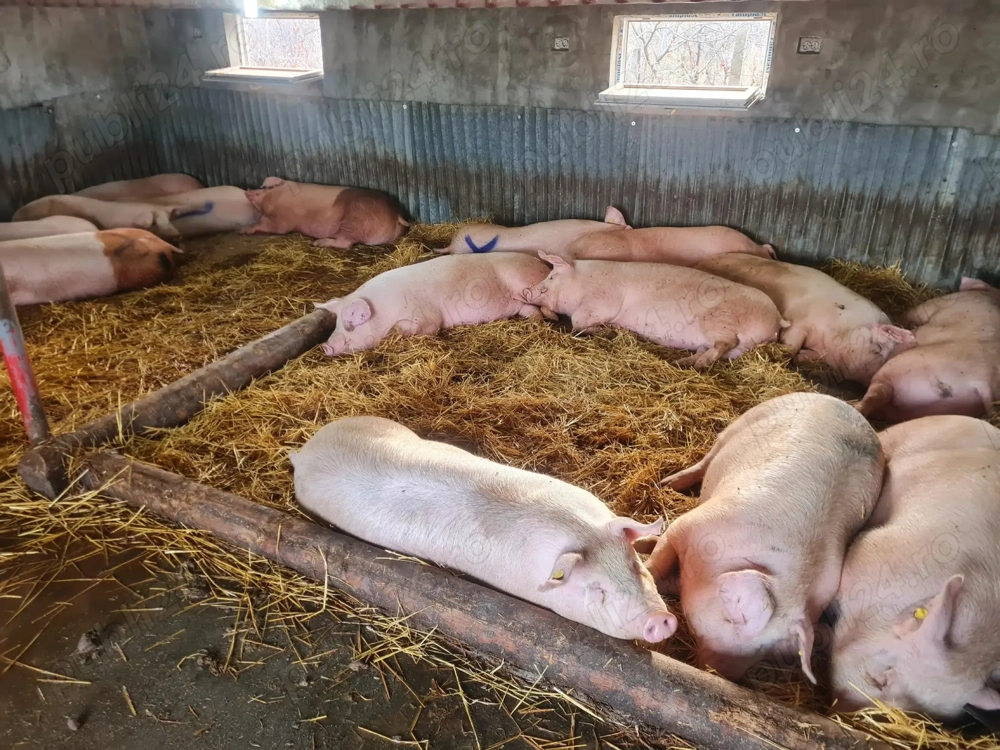 Vindem porci  crescuți 100% natural 90   150 kg  12kg Transport Domiciliu