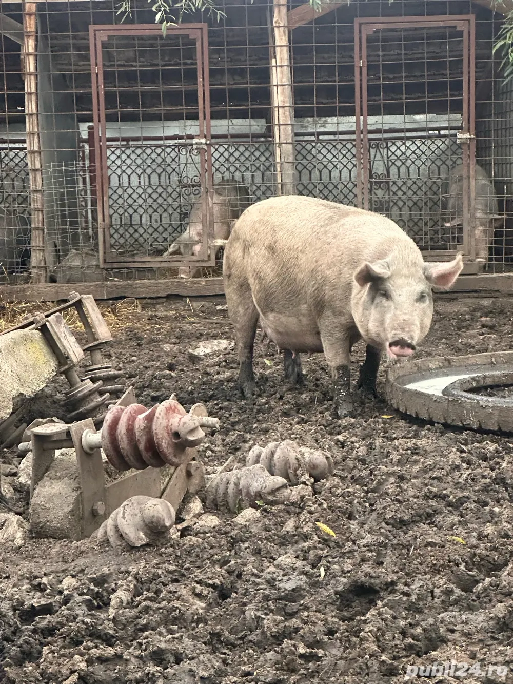 Scriafa disponibila Scriafa disponibila