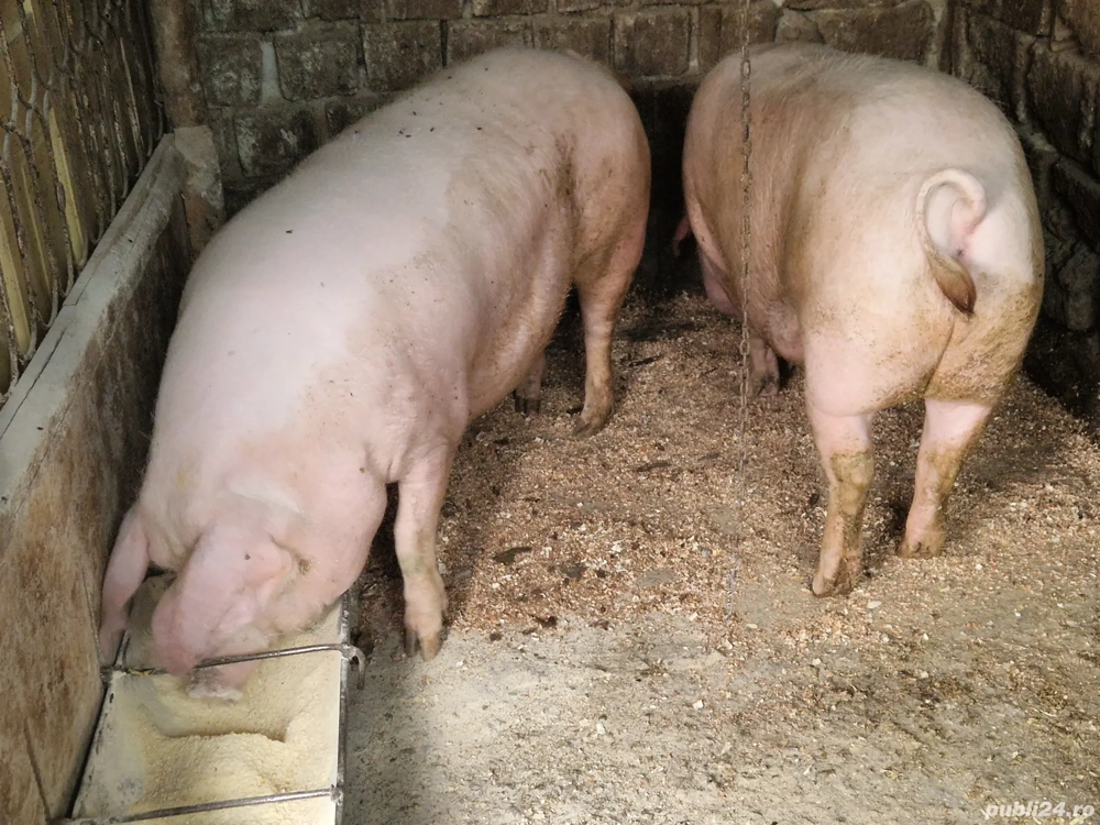 porci landras porci landras