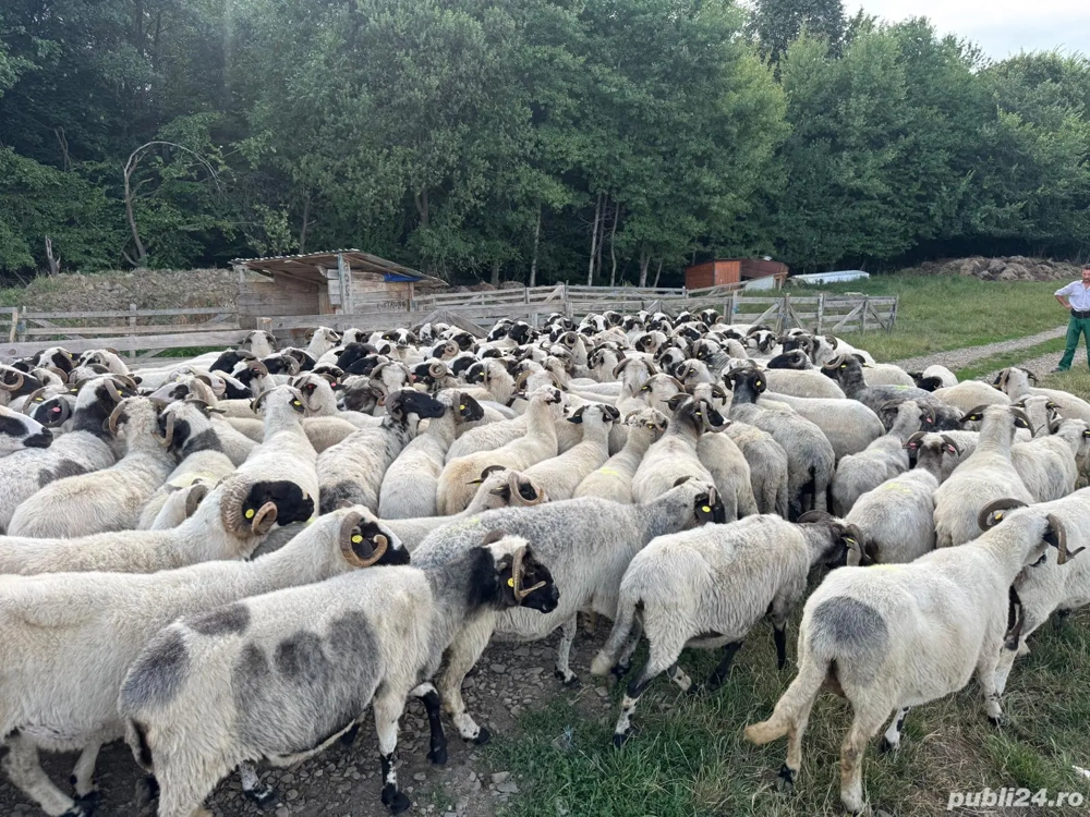 Cioban oi  Cioban oi