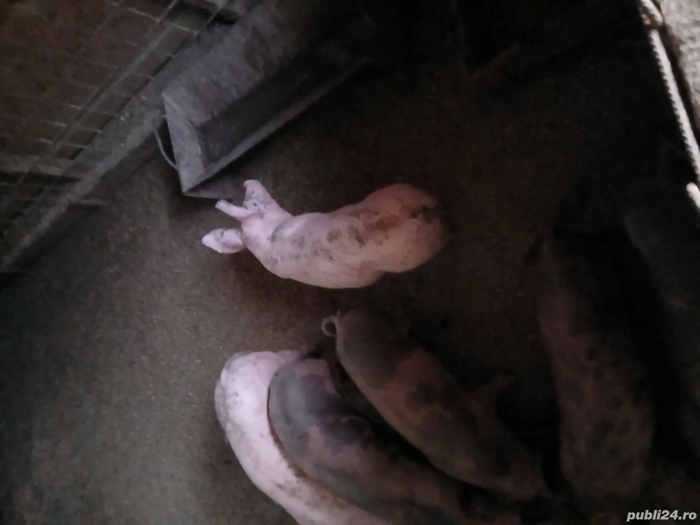 purcei pietrain belgian   landrace  purcei pietrain belgian   landrace