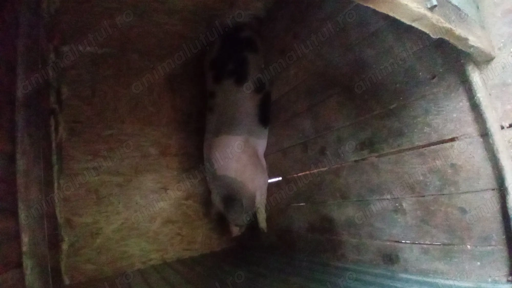 Vând Porc crescut la curte de 300 kg