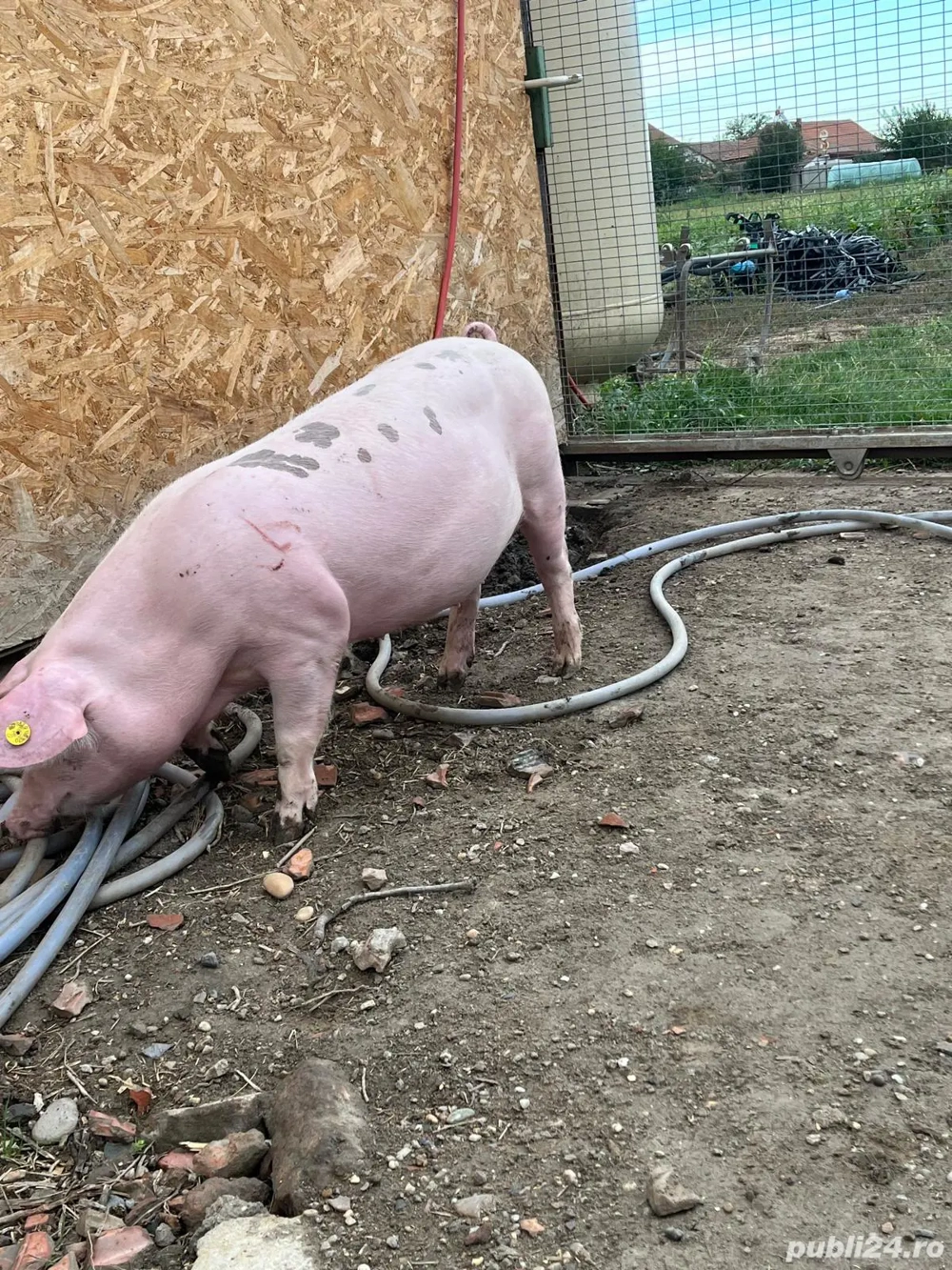 Purcei de vânzare 