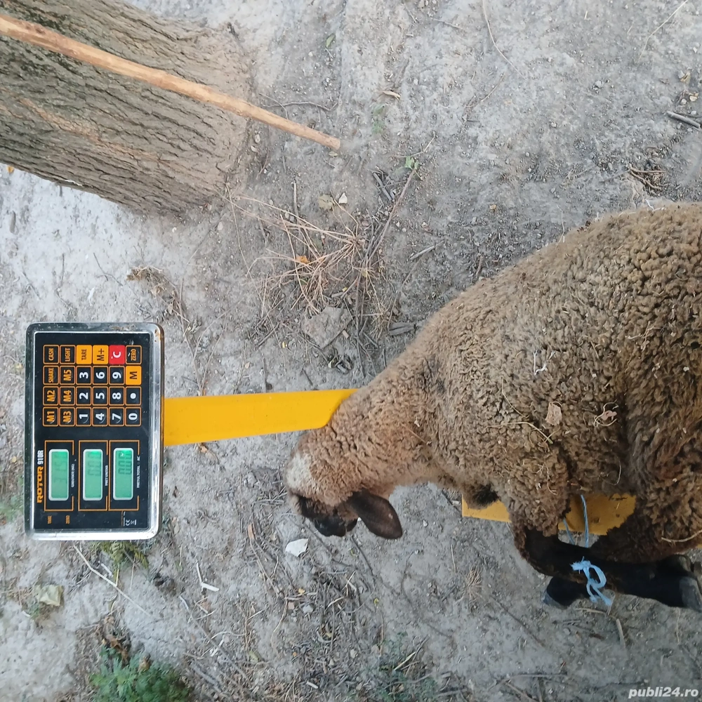 de vanzare de vanzare