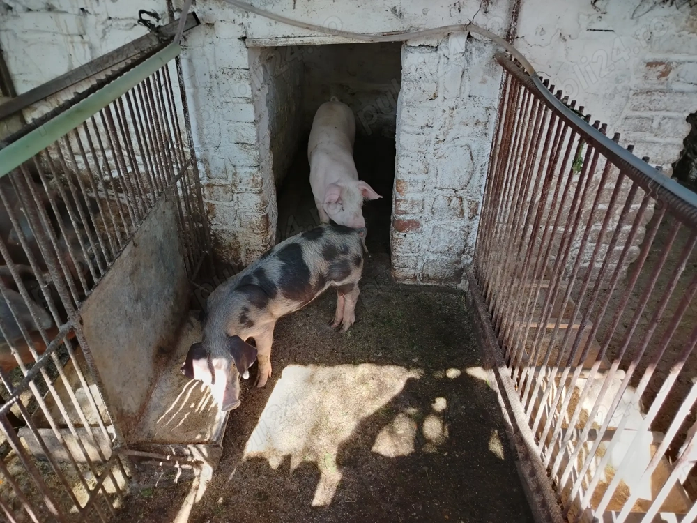 Vând purcei rasă de carne 