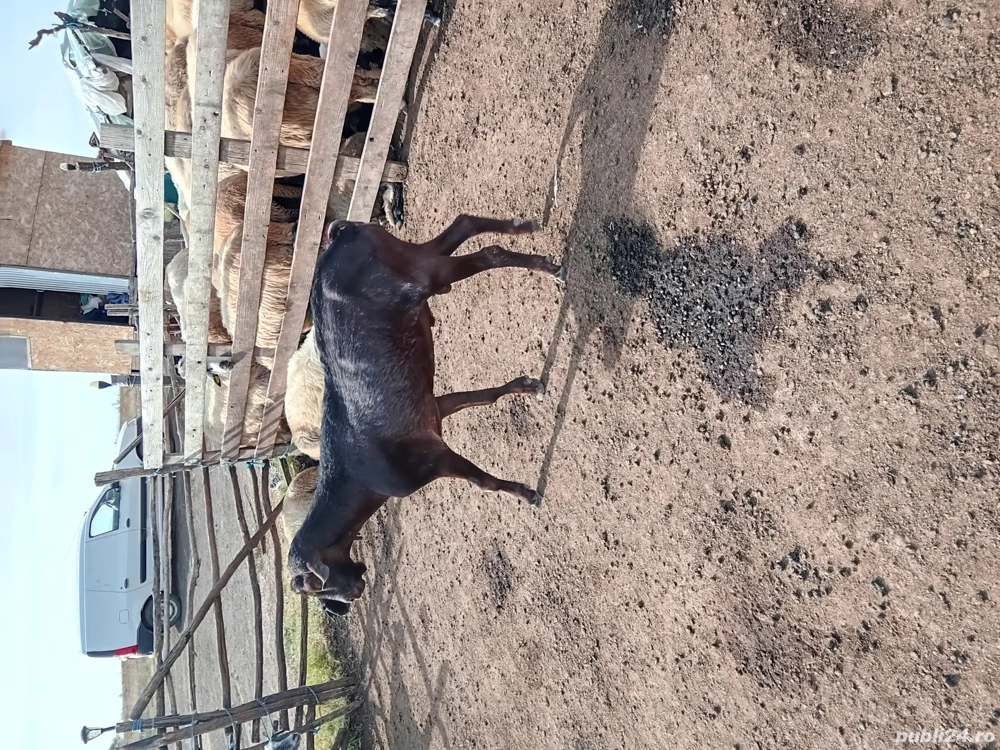 vánd doi  api vánd doi  api