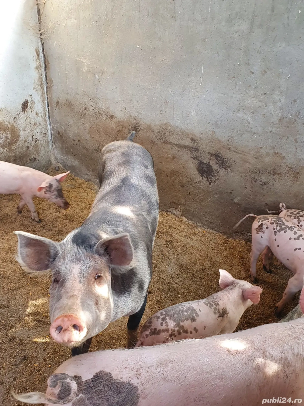 Porci de vanzare, 5luni Porci de vanzare, 5luni