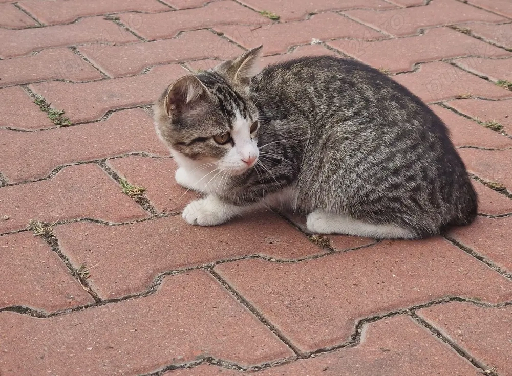 Ofer pisicuta alb cu gri in adopție 