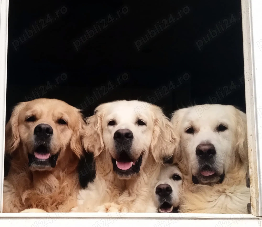 Pui Golden Retriever femela cu pedigree disponibila pentru rezervare