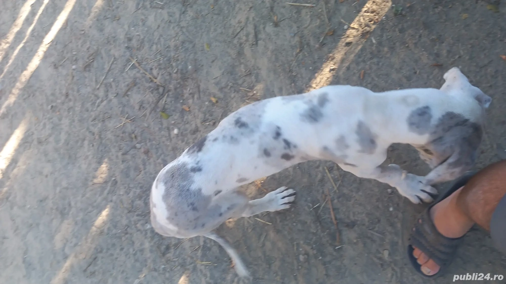 catelusa dog german catelusa dog german