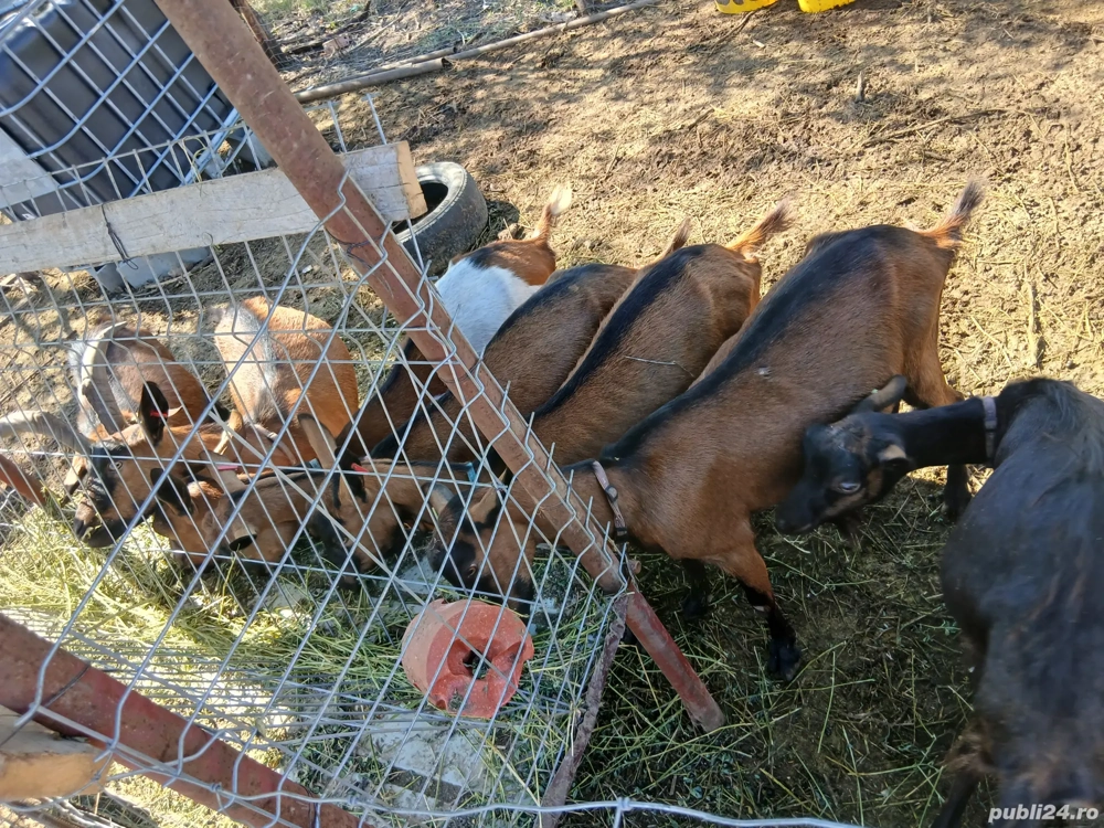 Capre Alpine Franceze & metis Capre Alpine Franceze & metis