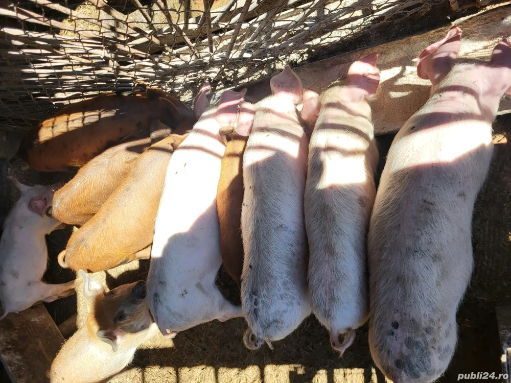Vănd 6 purcei de 12 săptămâni 