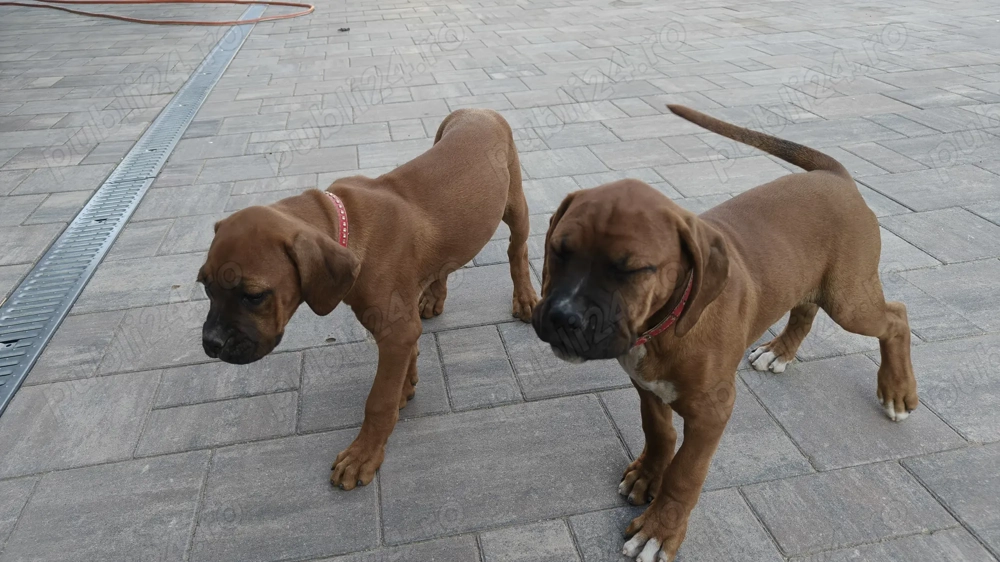 Căței Boxer  Căței Boxer