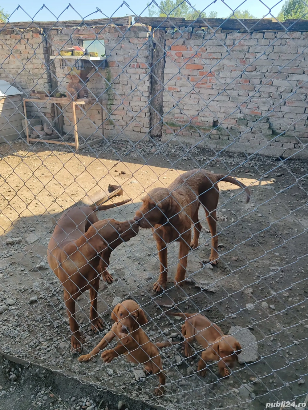 Vând vizsla maghiara 