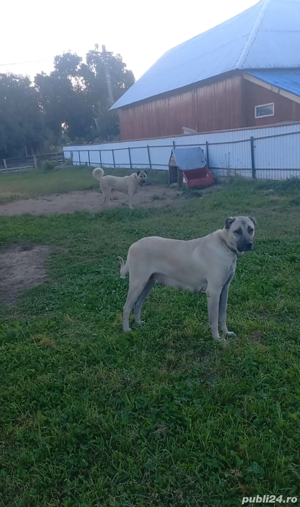 disponibilii pereche de cangalii detalii la telefon   disponibilii pereche de cangalii detalii la telefon