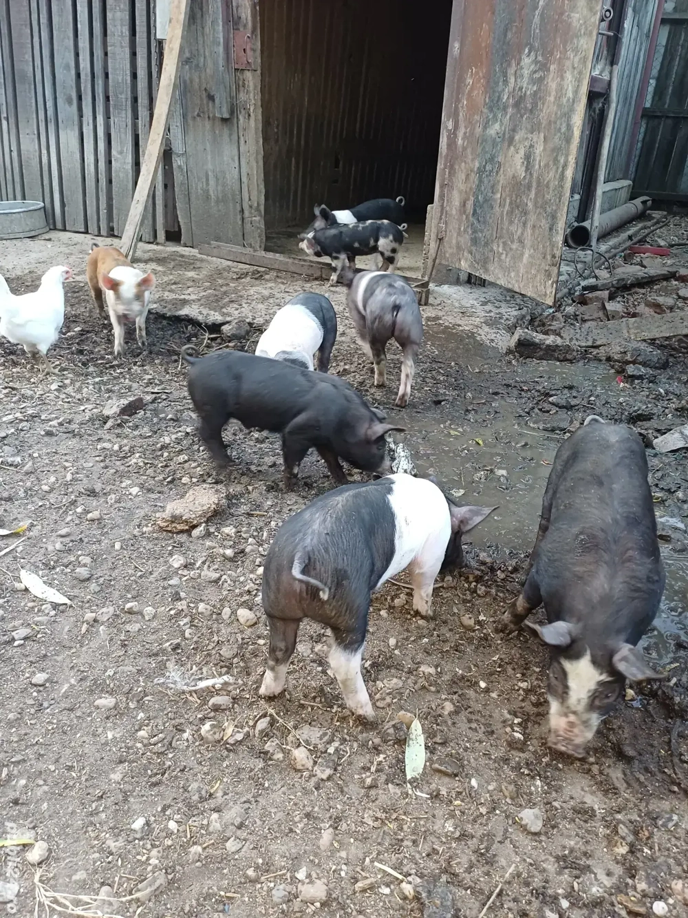 purcei de vânzare pietrean și landras  purcei de vânzare pietrean și landras