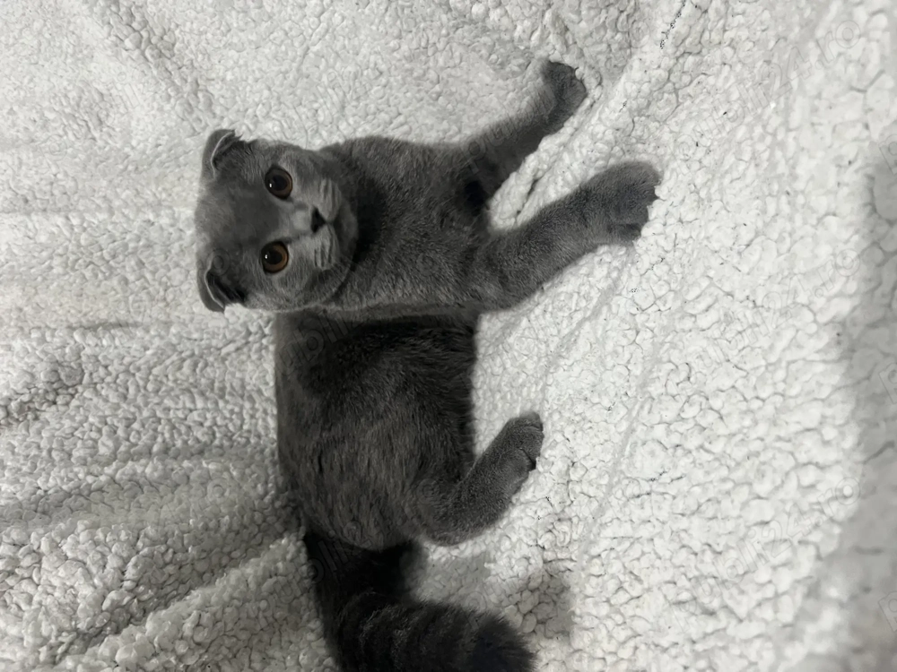 Pisică scottish de vânzare 