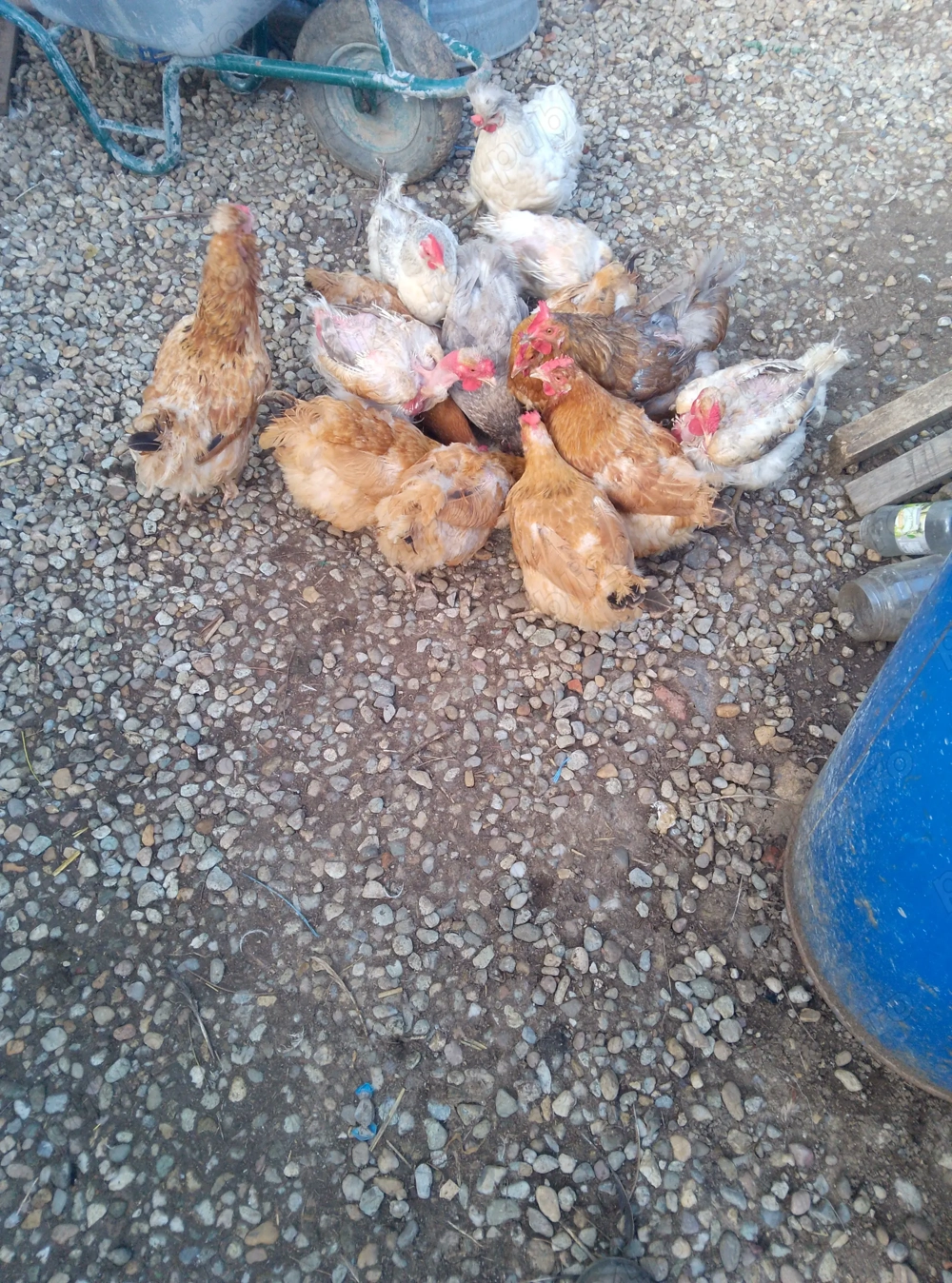 Vând găini de casă pt tăiat  Vând găini de casă pt tăiat