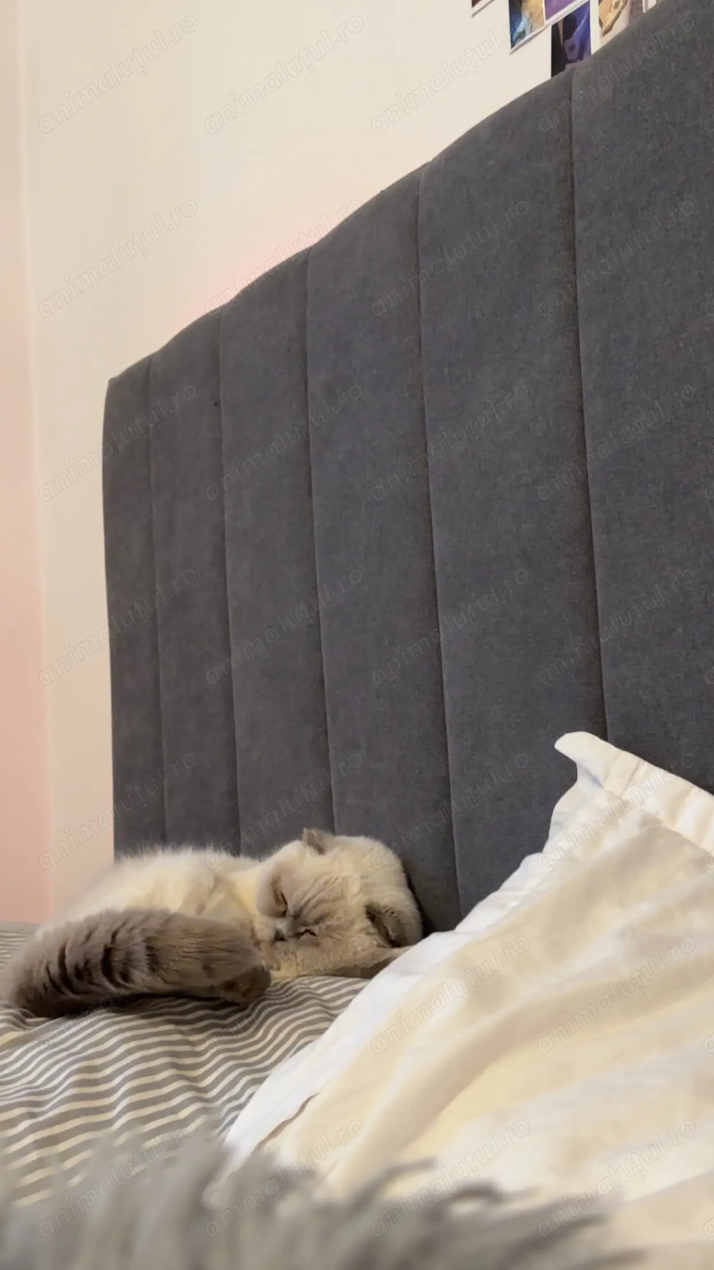 vand urgent pisica scottish fold vand urgent pisica scottish fold