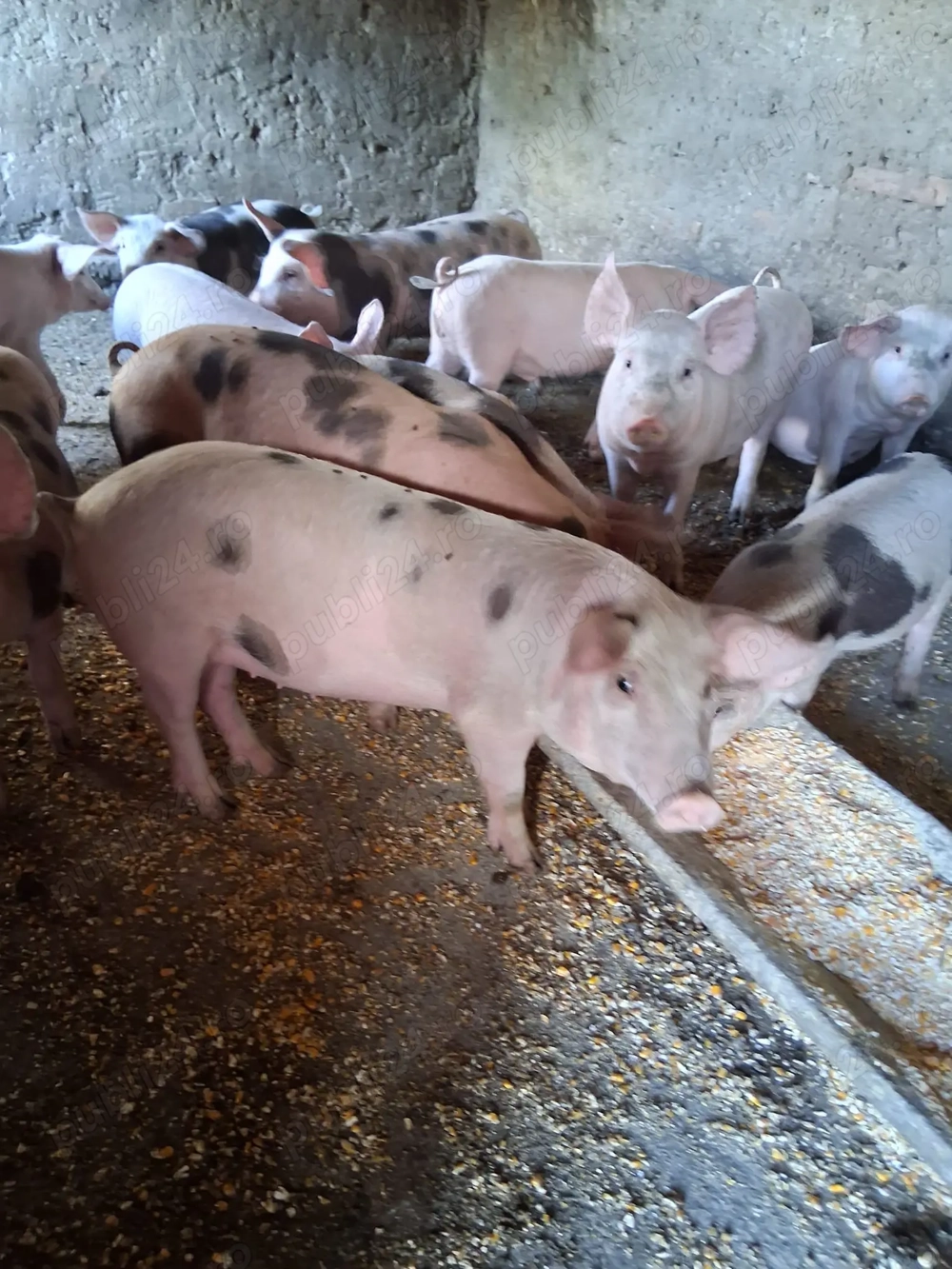 Vând purcei  Vând purcei