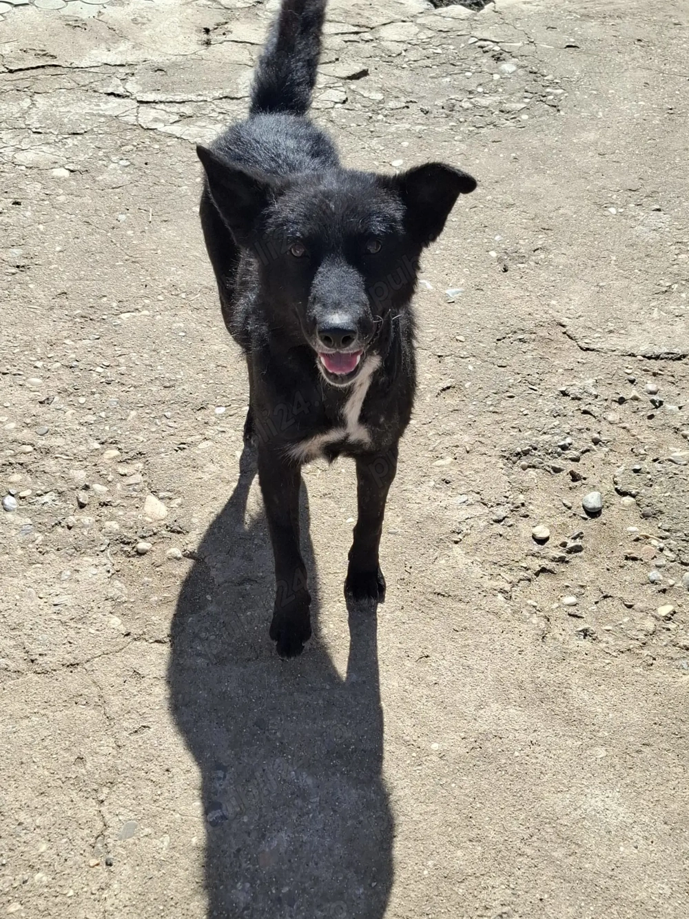 Urgent cautam familie pentru Azorica