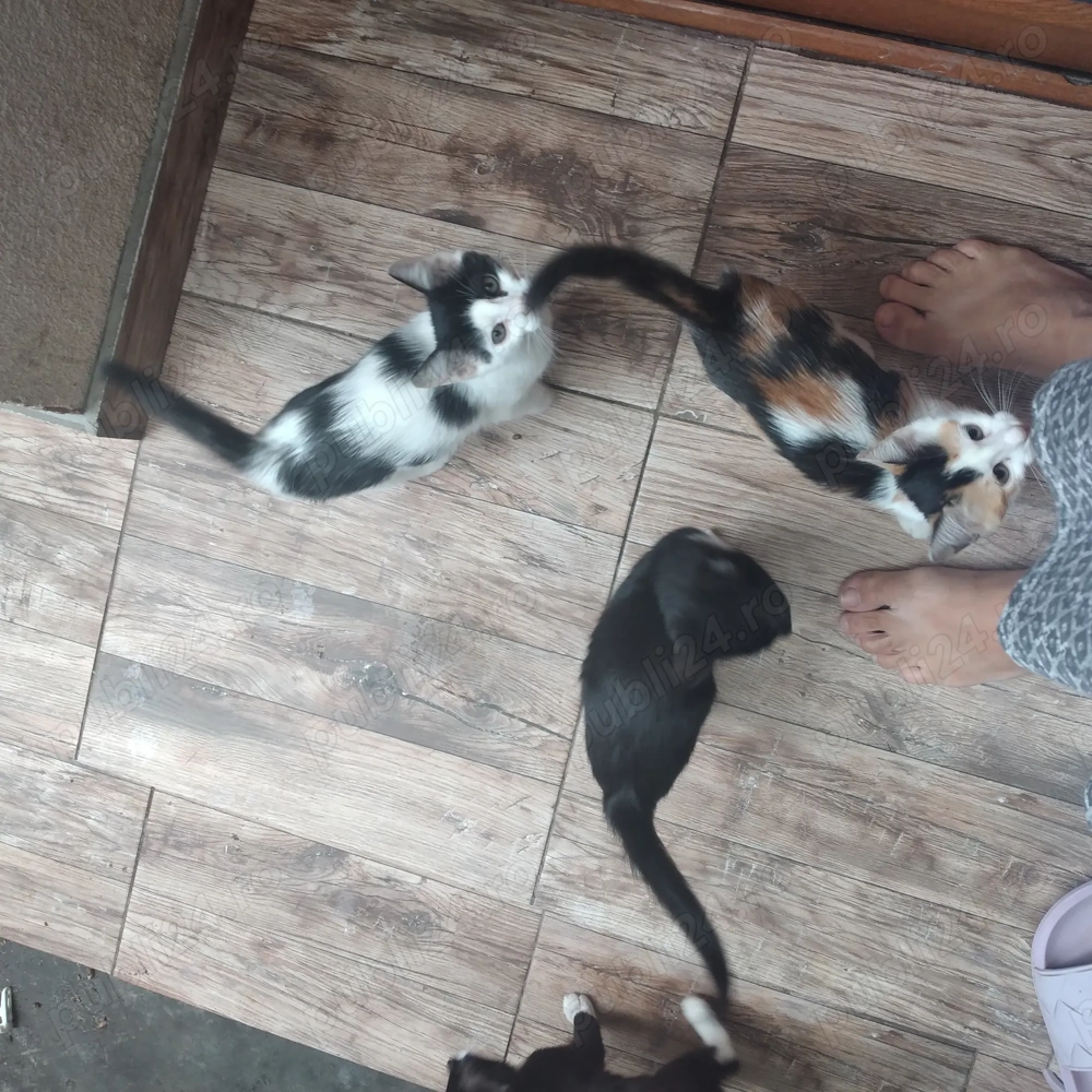 Pisicute spre adopție 