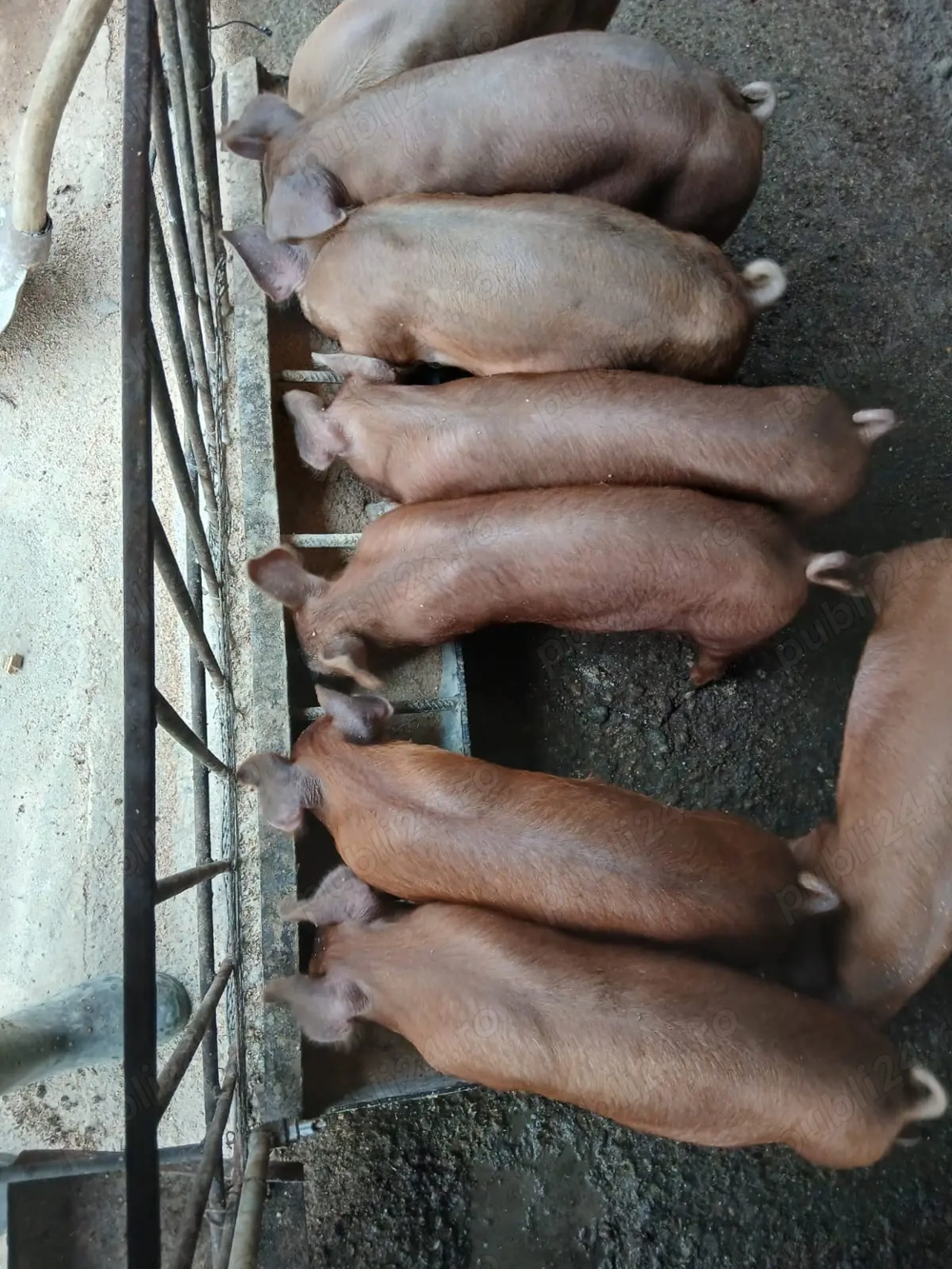 Purcei de vanzare 12 saptamani Purcei de vanzare 12 saptamani