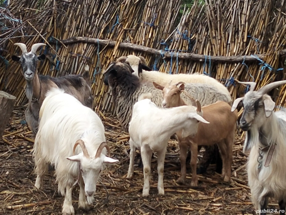 vînd 2capre vînd 2capre