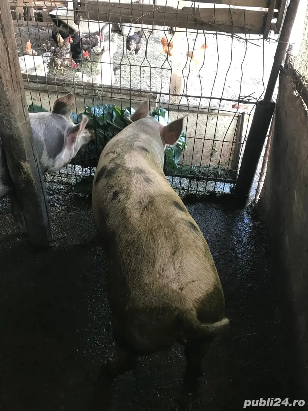 Vand porc Pietrain - 130 kg  Vand porc Pietrain - 130 kg