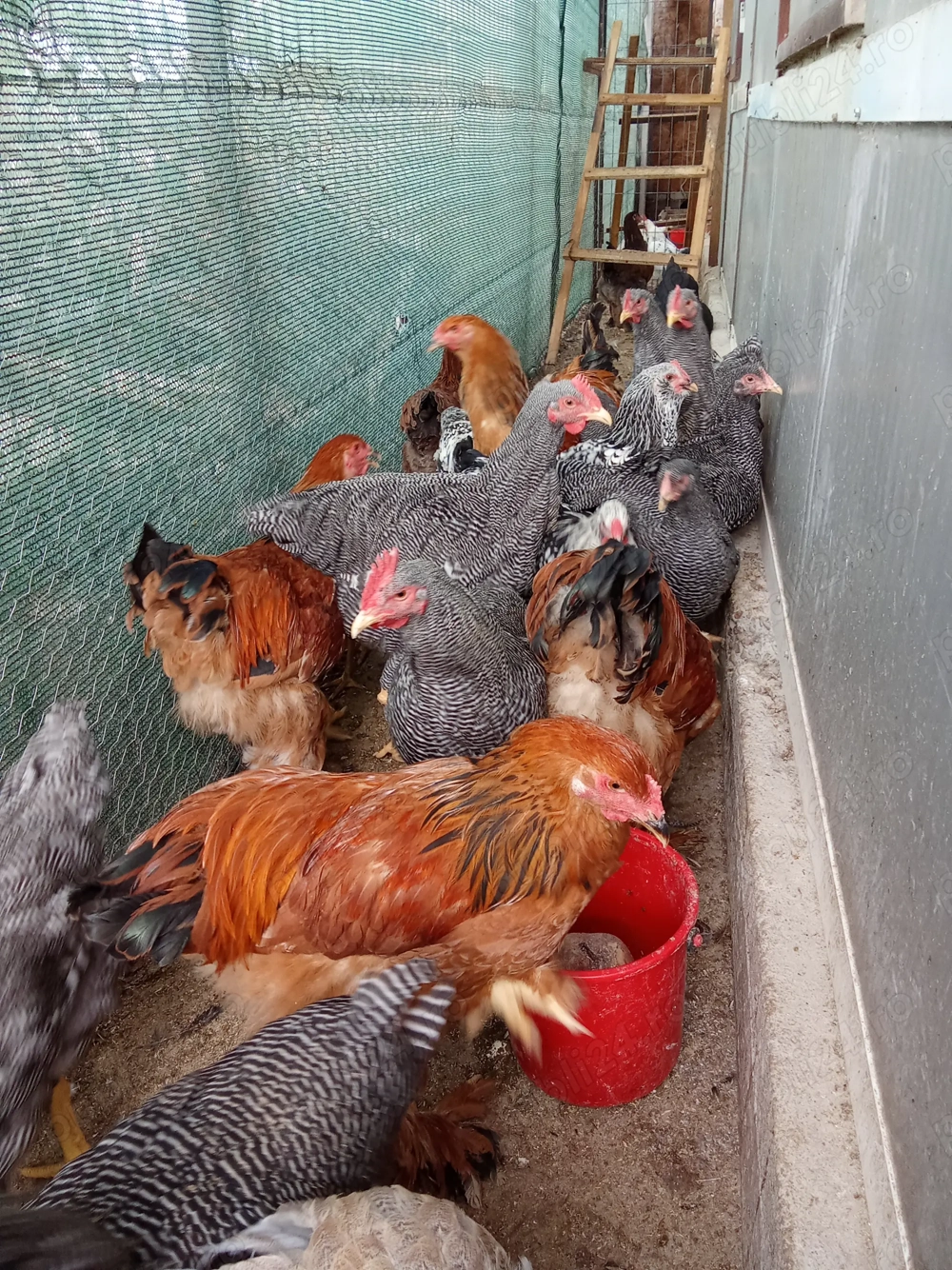 Vând cocoși de rasa Vând cocoși de rasa