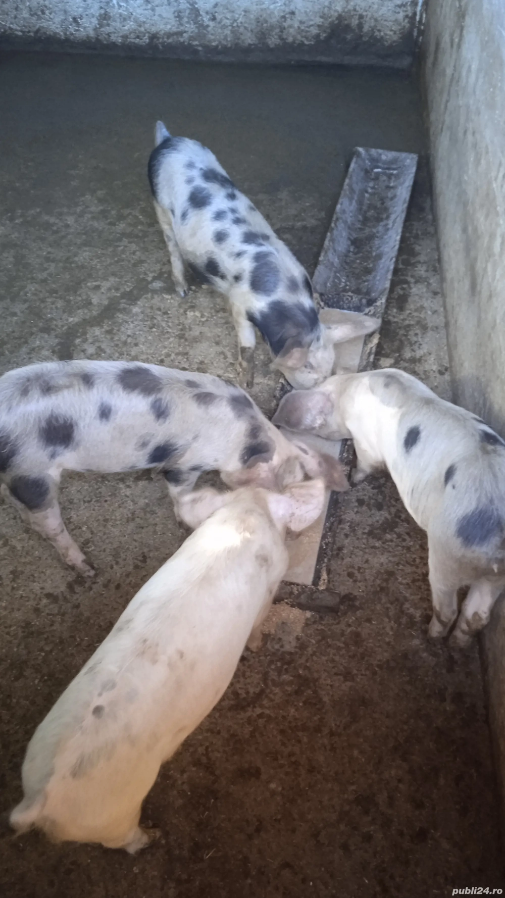 vând 4 purceluse la 20 kg 
