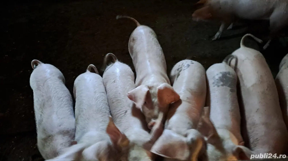 Vand Purceii Vand Purceii