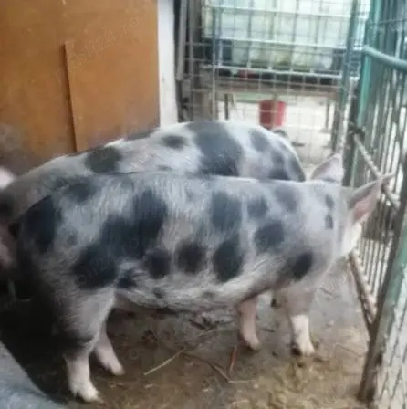 Porci de vanzare  Porci de vanzare