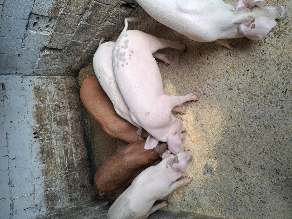 Vând grasuni 35 -40kg