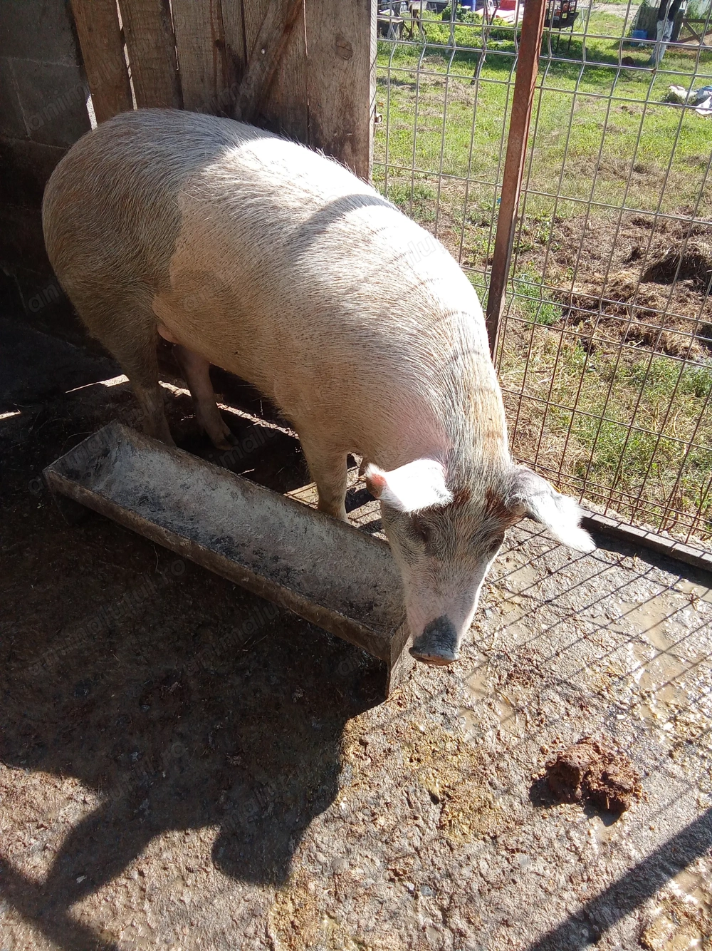 Scrofite de vînzare 