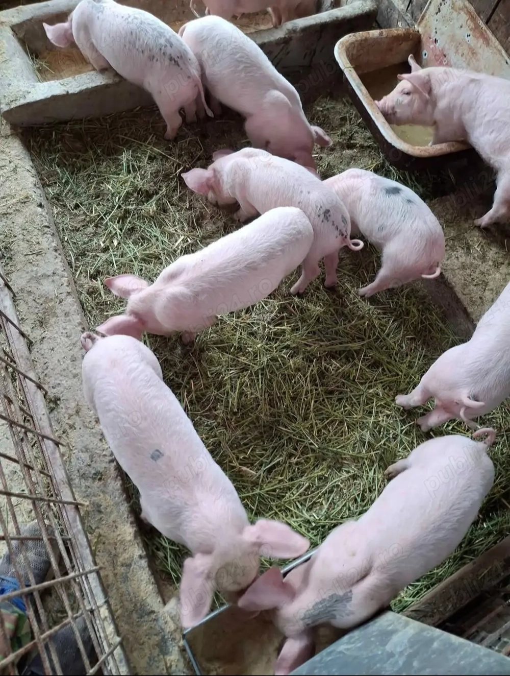 Vând Soldani Pietrean Vând Soldani Pietrean