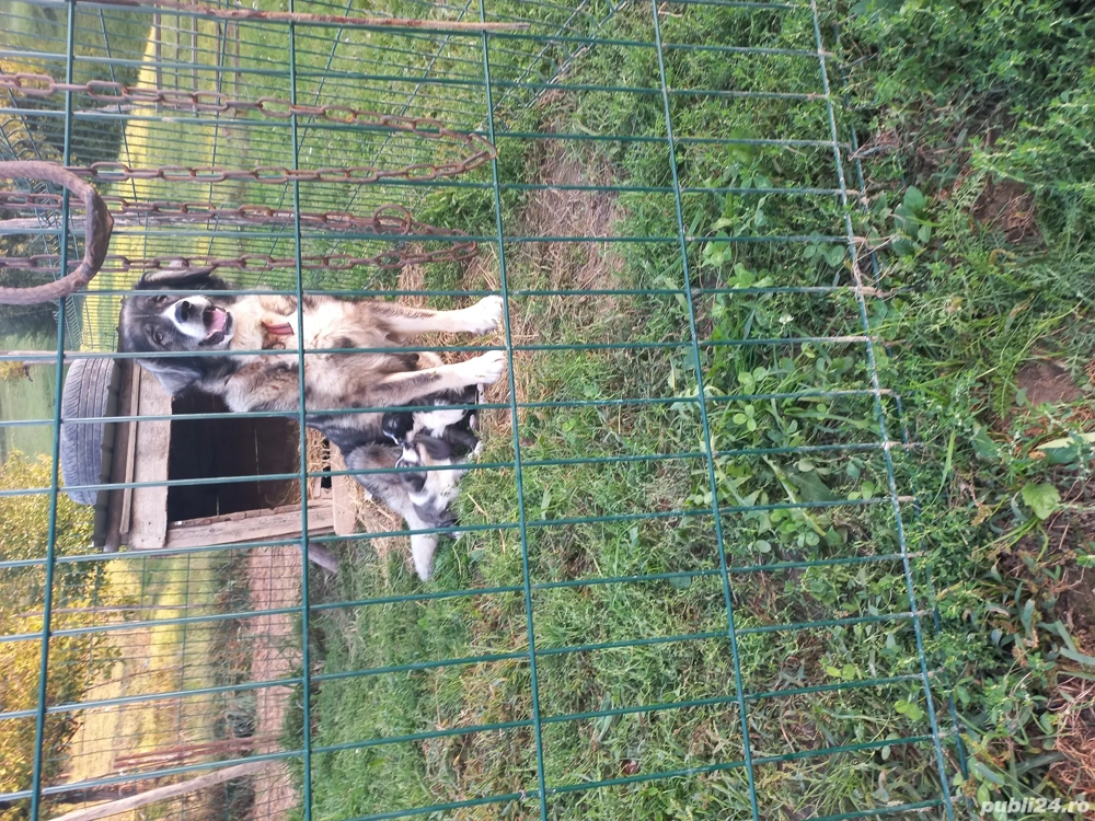 catea de vanzare  catea de vanzare